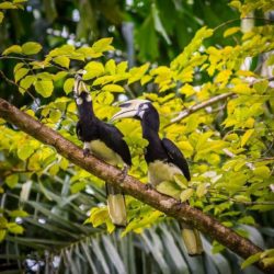 Local-Wildlife-Treehouse-Villas-Koh-Yao-near-Phuket