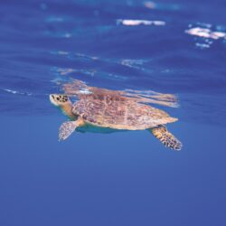 Snorkelling With Turtle - OBLU NATURE Helengeli by SENTIDO, Maldives