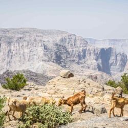 Anantara Cliff Pool Villa Ext View 05 - Anantara Al Jabal Akhdar Mountain Resort, Oman