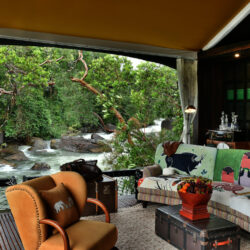 Shintamani Wild 2017