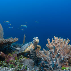 Turtle - Six Senses Laamu, Maldives