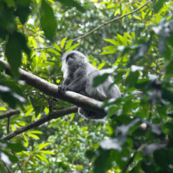 Wildlife - Six Senses Krabey Island Cambodia